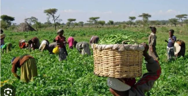 Borno women farmers receive N50m empowerment package Borno women farmers receive N50m empowerment package